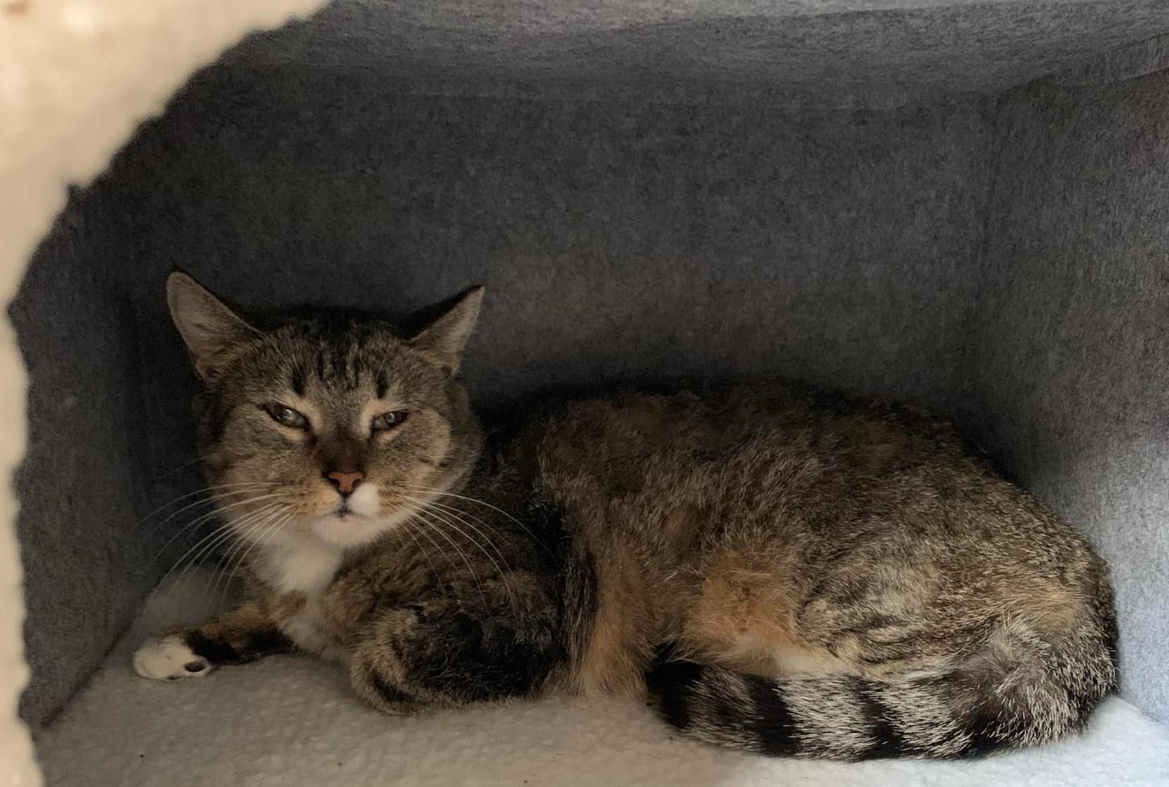 Luma ***Community Courtesy Post***, a Adoptable mixed breed in Queen Creek, AZ image 4/4