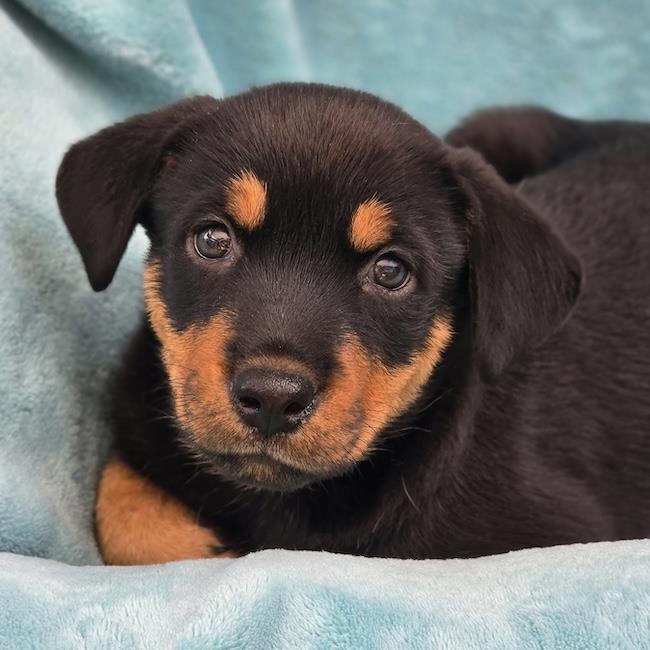 Eureka Pup - Taggart, Adoptable, Puppy Male Wire Fox Terrier & Shepherd.
