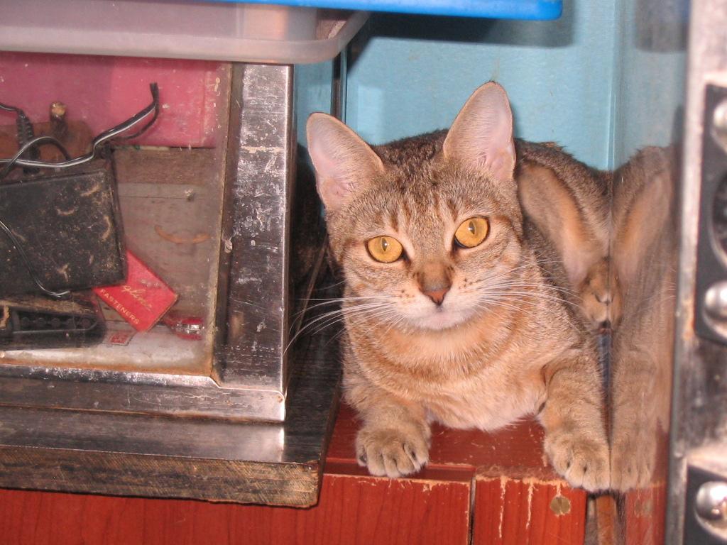 Enlarge Christine, a Adopted Domestic Short Hair in Brooklyn, NY image 1/2