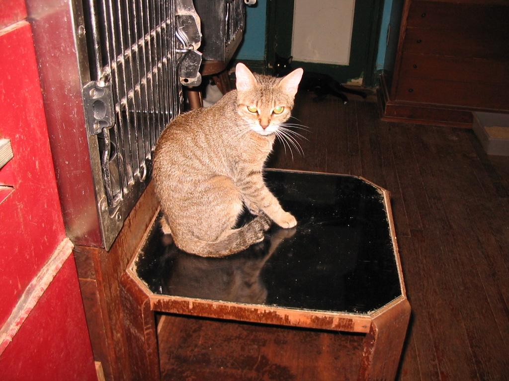 Enlarge Christine, a Adopted Domestic Short Hair in Brooklyn, NY image 2/2