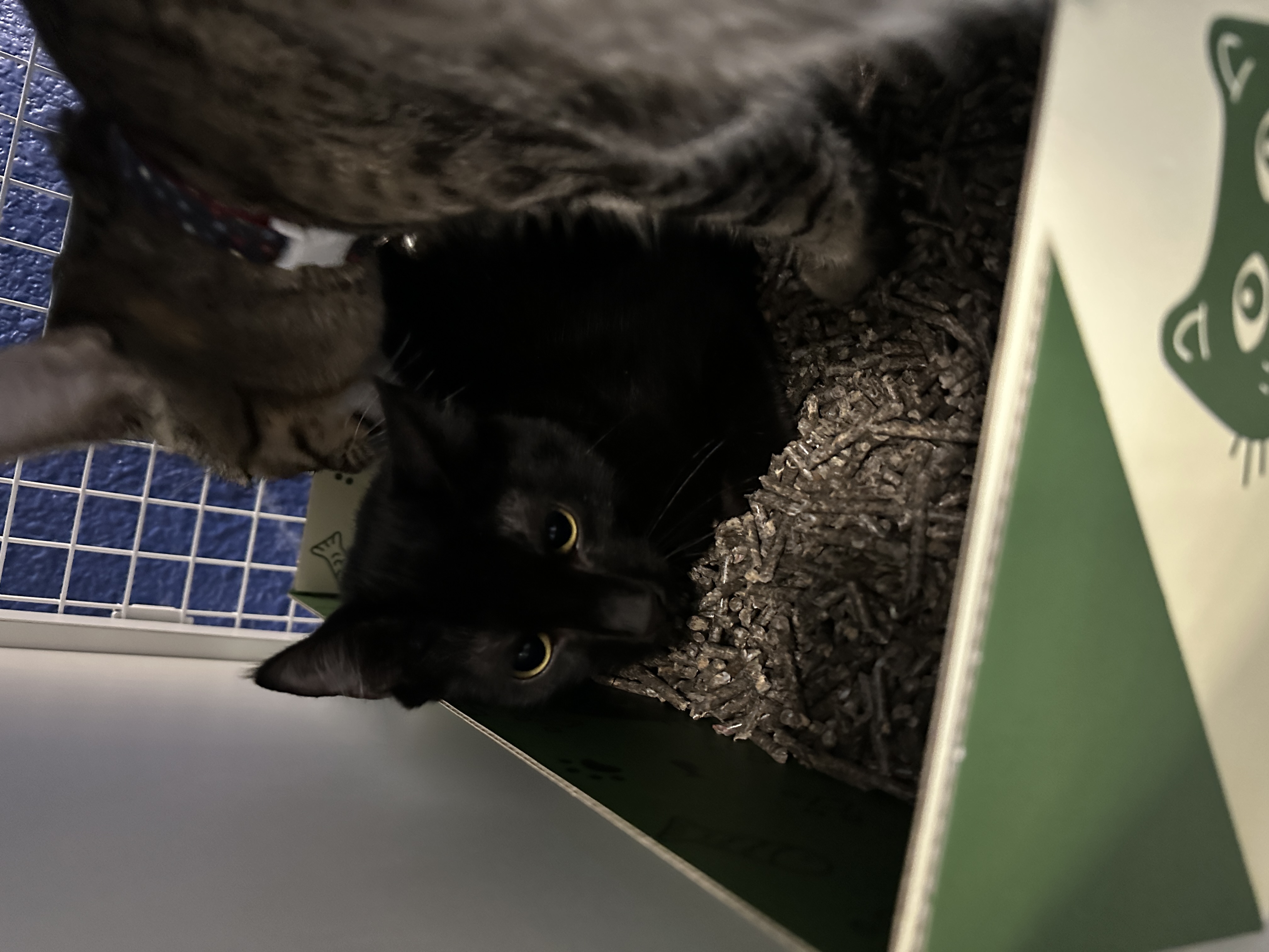 Kodiak, an adopted Domestic Short Hair in Oceanside, CA_image-1