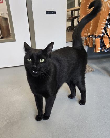 Desmond, Adoptable, Kitten Male Domestic Short Hair & Domestic Short Hair.