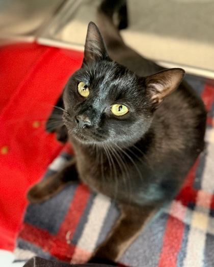 Desmond, Adoptable, Kitten Male Domestic Short Hair & Domestic Short Hair.