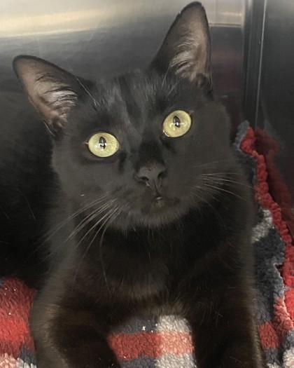 Enlarge Desmond, a Adoptable mixed breed in Saint Petersburg, FL image 2/2