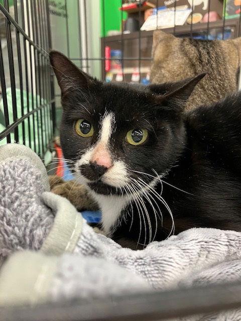 Enlarge Meg, a Adopted Domestic Short Hair in Land O Lakes, FL image 1/1