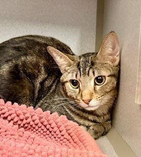 Thomas, ADOPTABLE, Adult Male Domestic Short Hair.