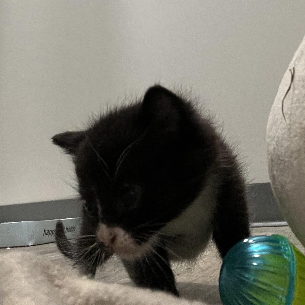 Oliver, Adoptable, Kitten Male Domestic Short Hair.