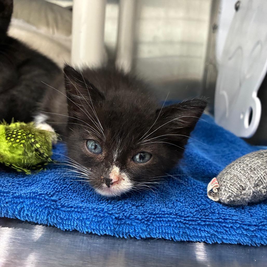 Enlarge Oliver, a Adoptable Domestic Short Hair in Richmond Hill, GA image 2/2