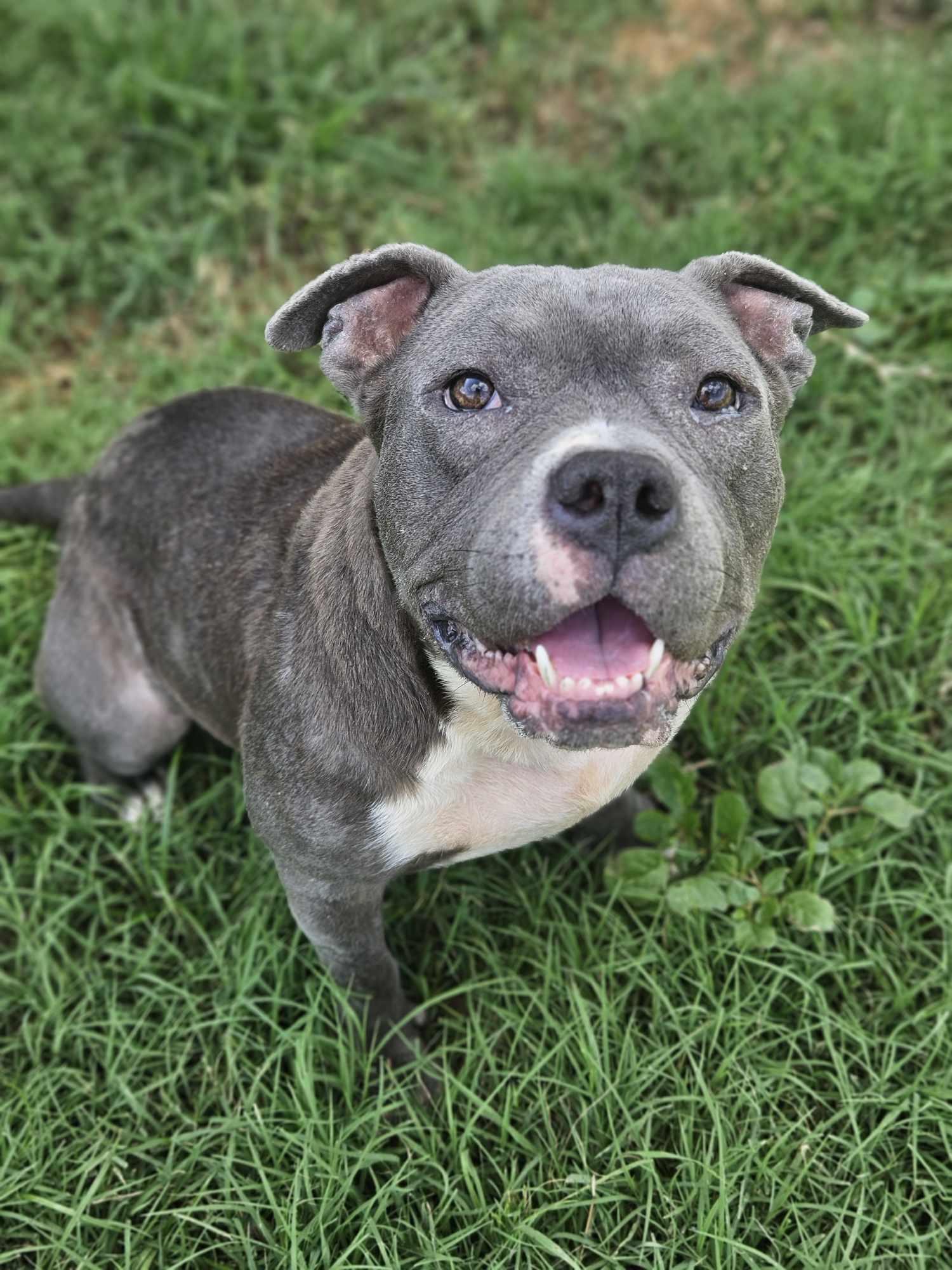 Enlarge Nala 3.0, a Adopted Pit Bull Terrier in Arlee, MT image 1/6
