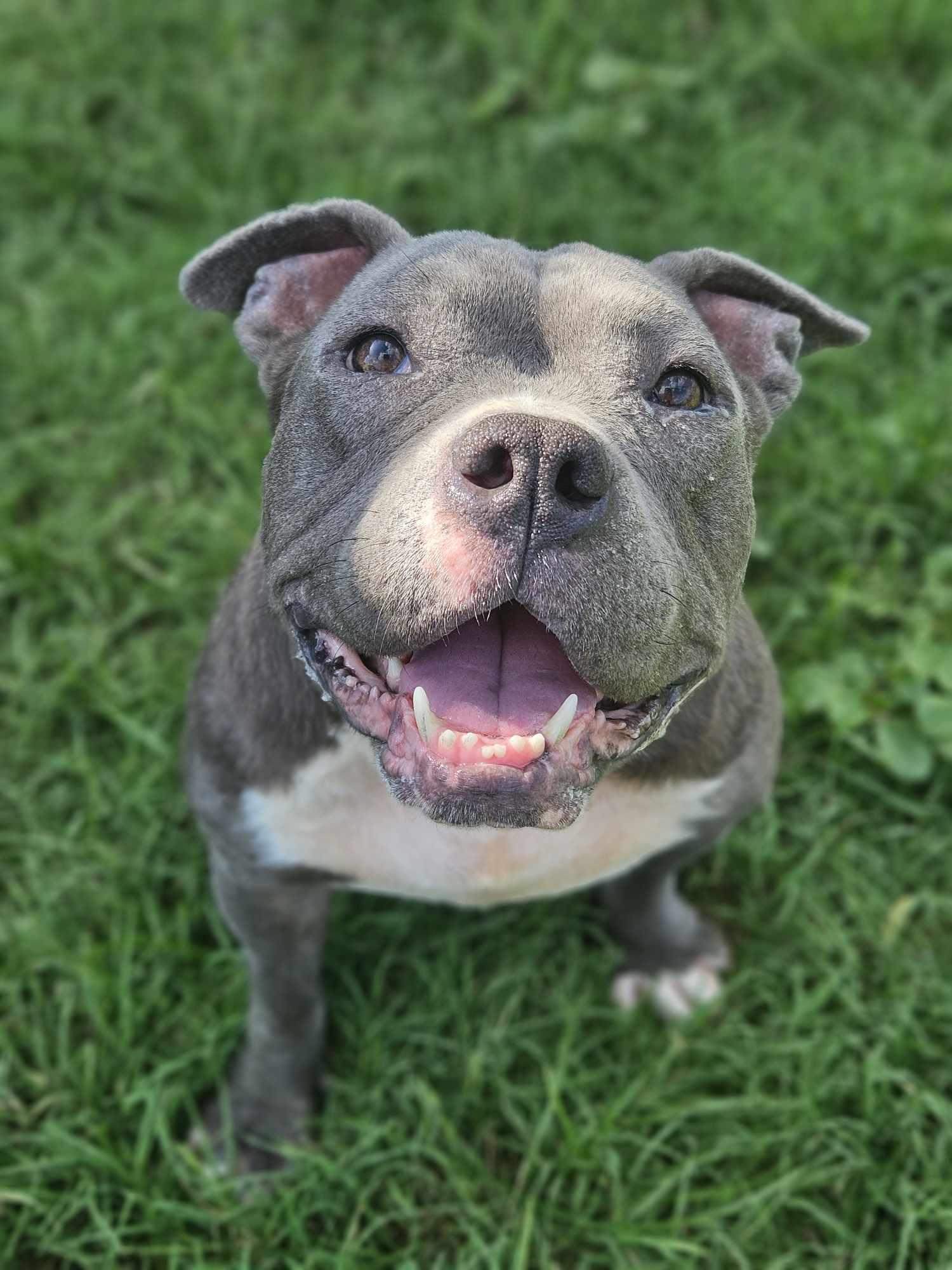 Enlarge Nala 3.0, a Adopted Pit Bull Terrier in Arlee, MT image 2/6