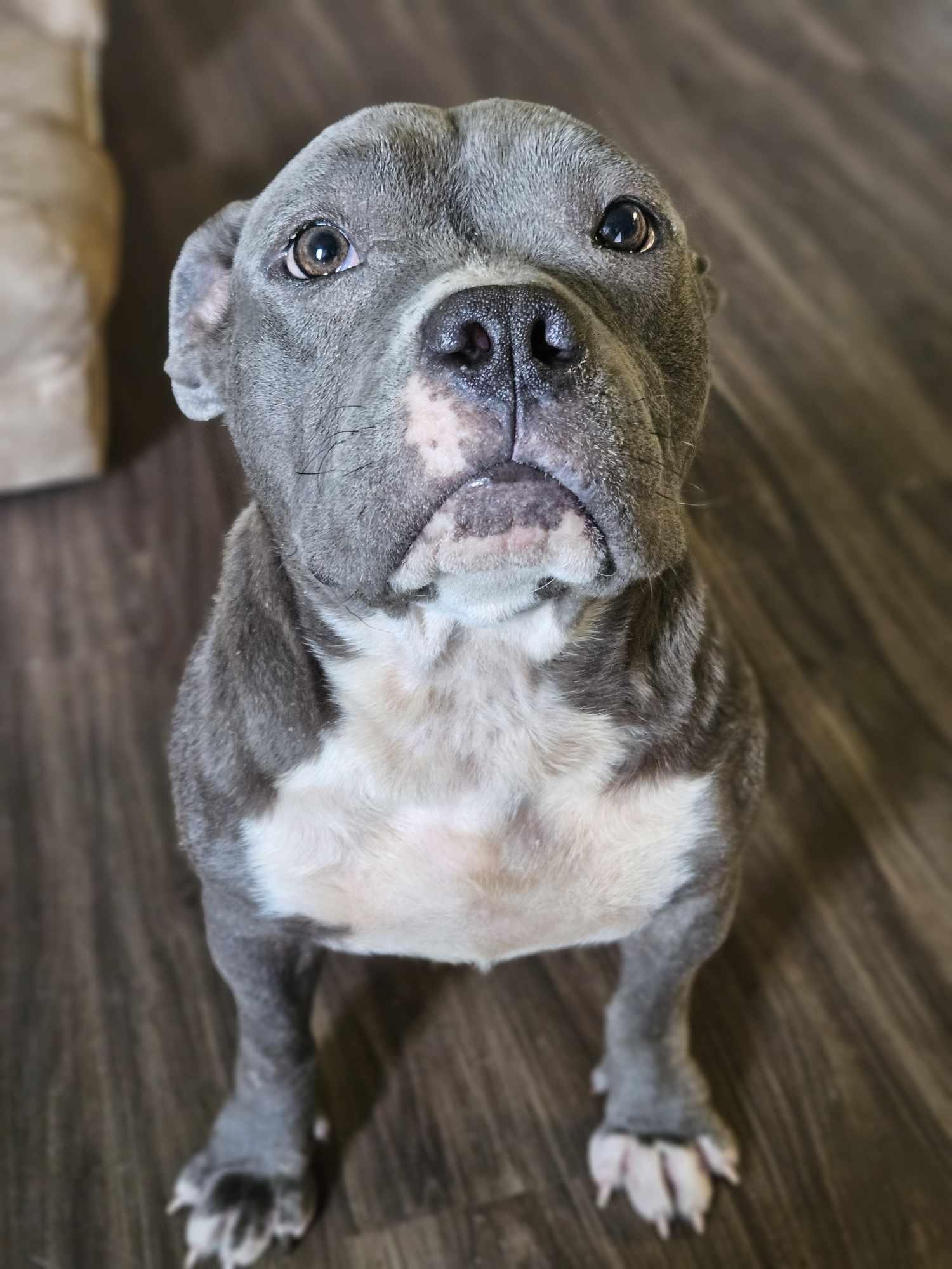 Enlarge Nala 3.0, a Adopted Pit Bull Terrier in Arlee, MT image 3/6