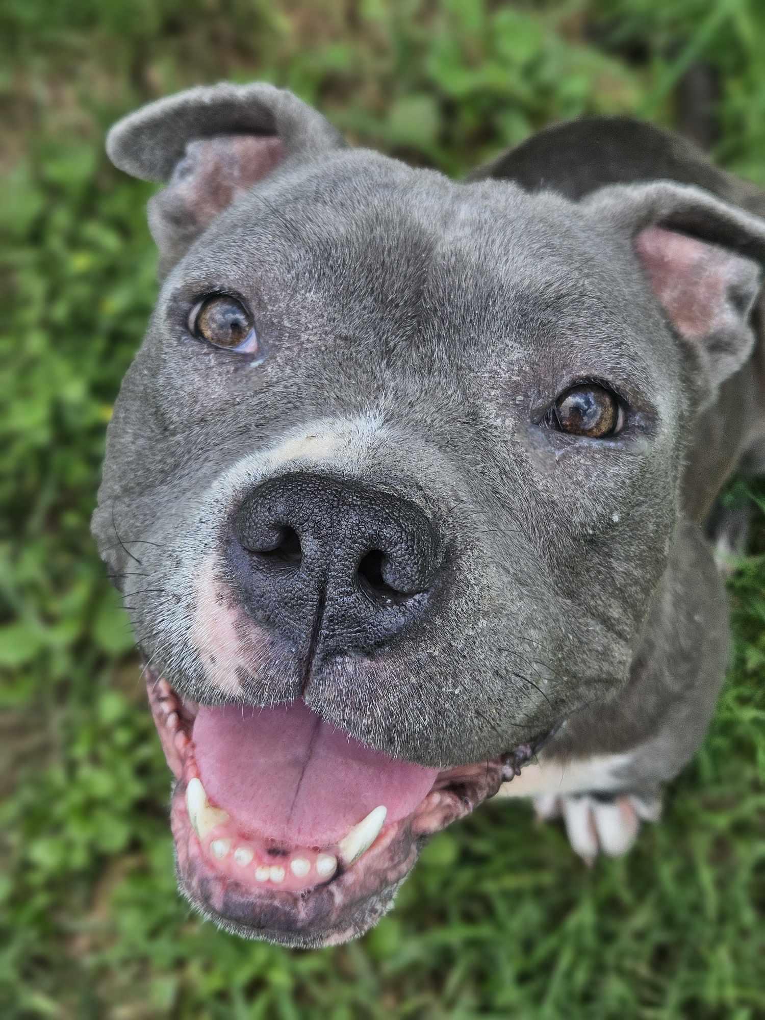 Enlarge Nala 3.0, a Adopted Pit Bull Terrier in Arlee, MT image 4/6