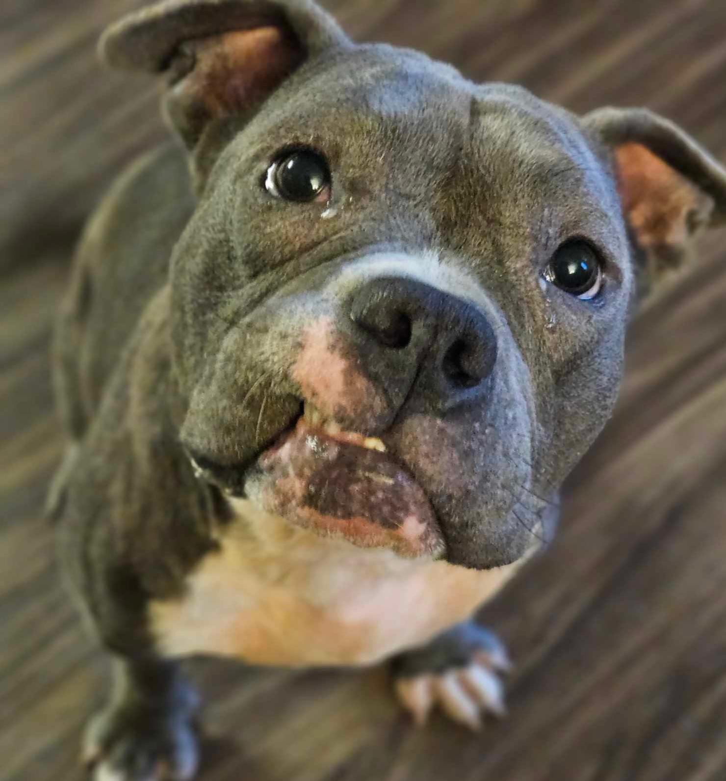 Enlarge Nala 3.0, a Adopted Pit Bull Terrier in Arlee, MT image 5/6