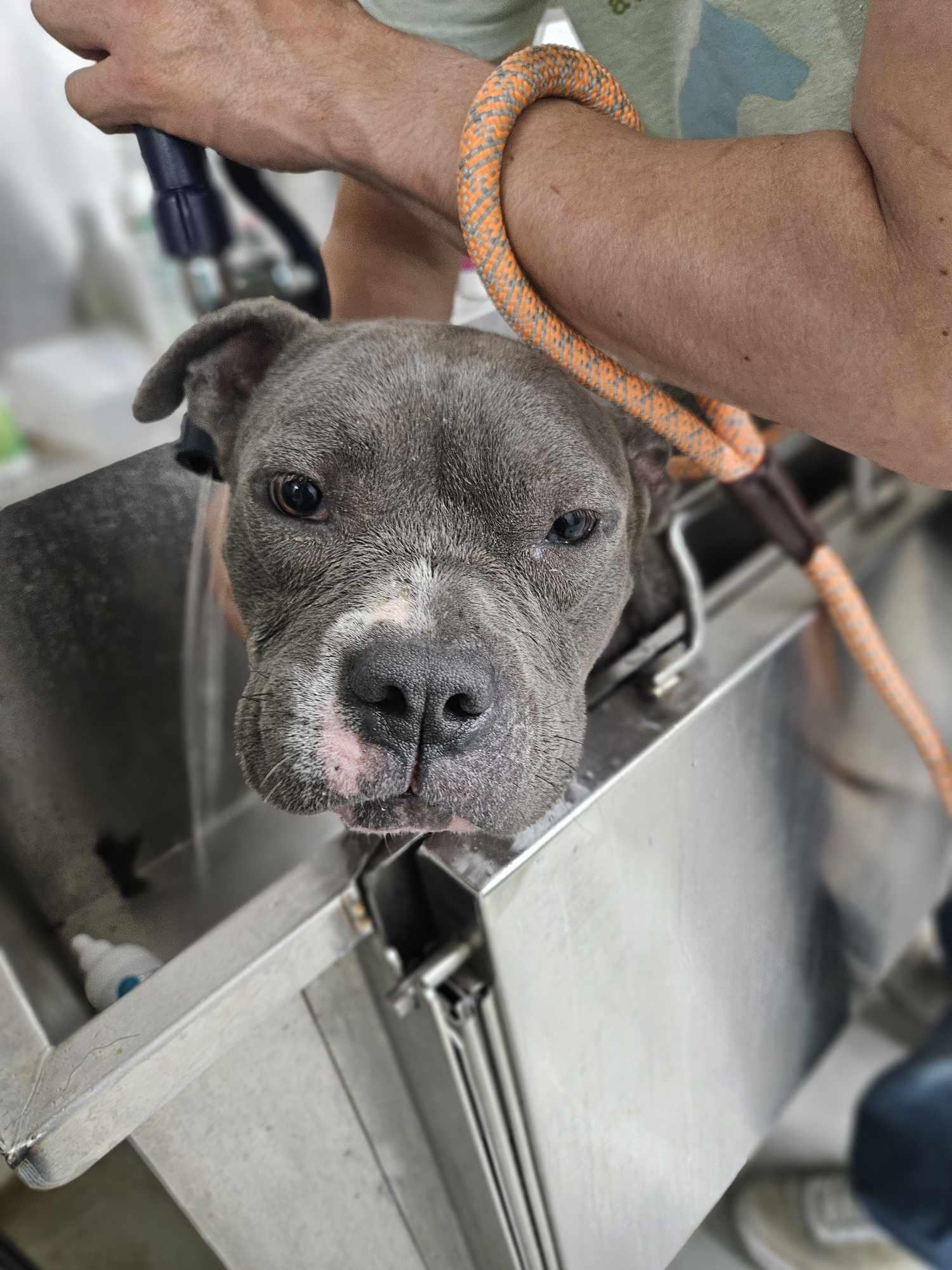 Enlarge Nala 3.0, a Adopted Pit Bull Terrier in Arlee, MT image 6/6