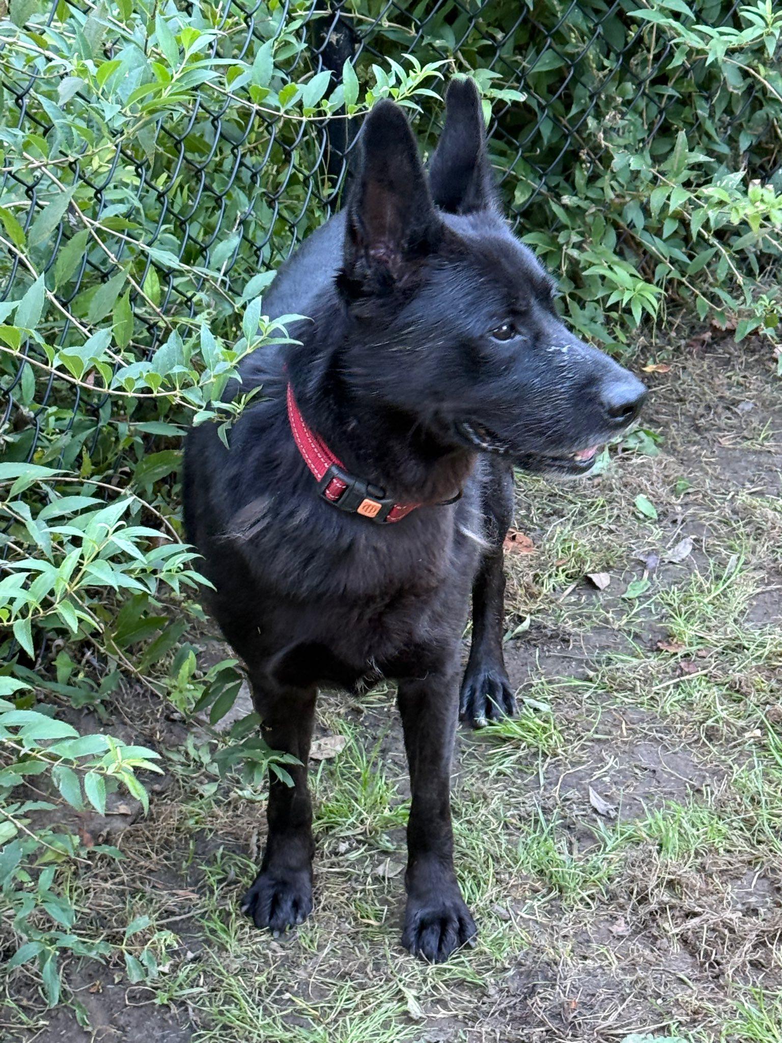 Enlarge Ares, a Adoptable Australian Kelpie in Old Westbury, NY image 2/5