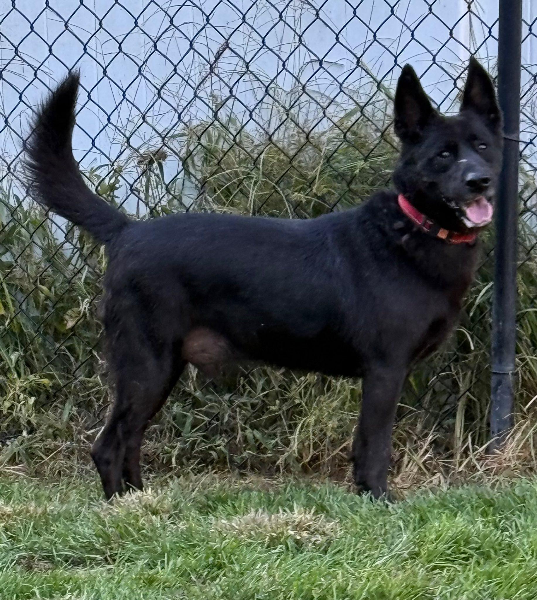 Ares, Adoptable, Adult Male Australian Kelpie.