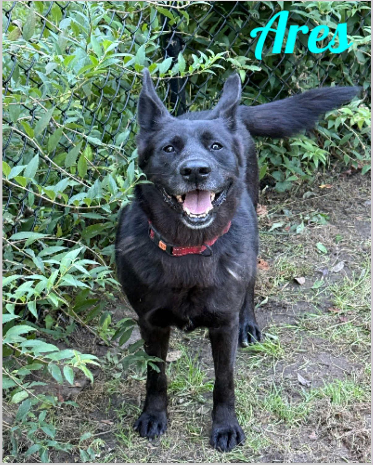 Enlarge Ares, a Adoptable Australian Kelpie in Old Westbury, NY image 3/5