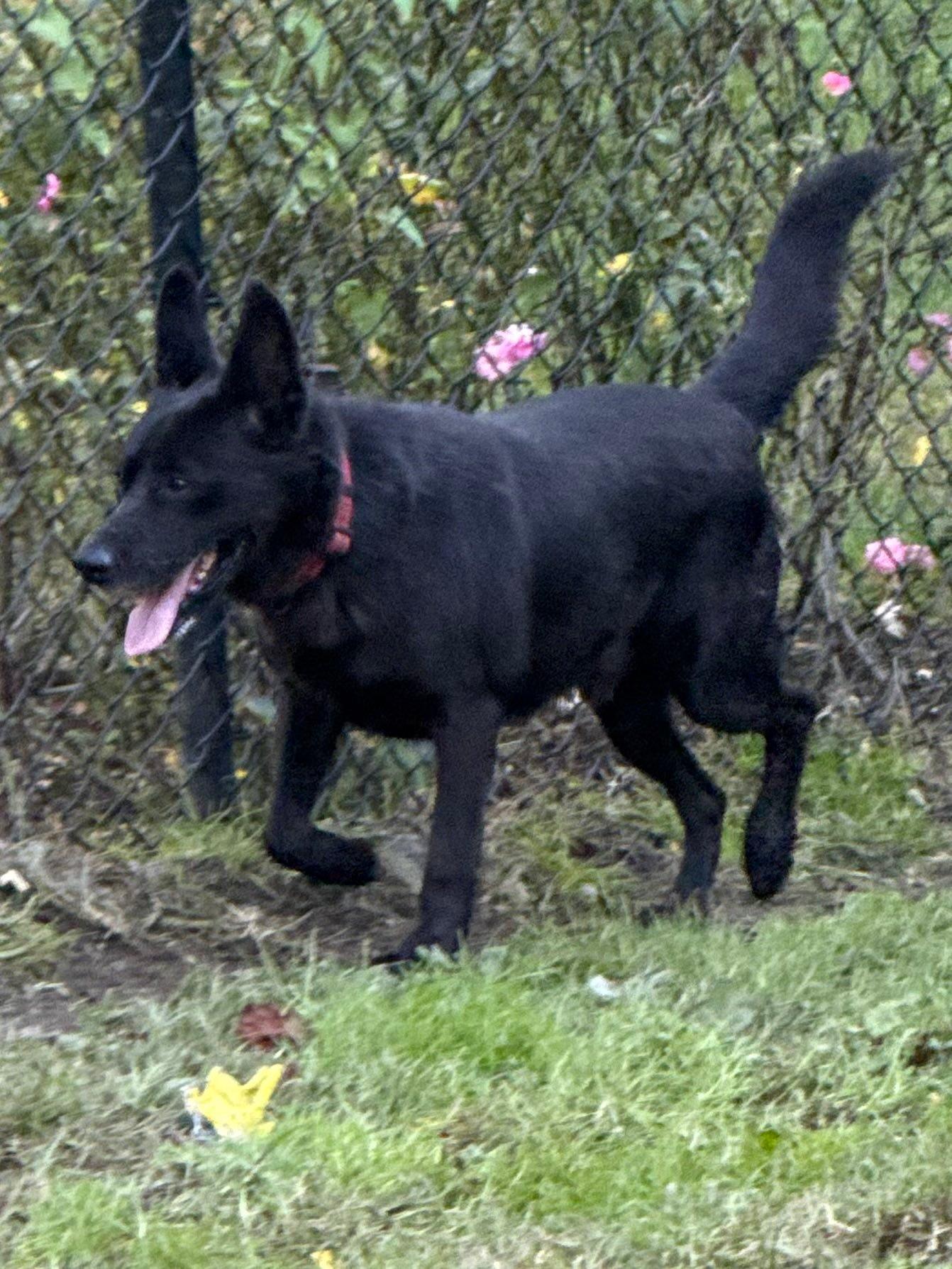 Enlarge Ares, a Adoptable Australian Kelpie in Old Westbury, NY image 4/5