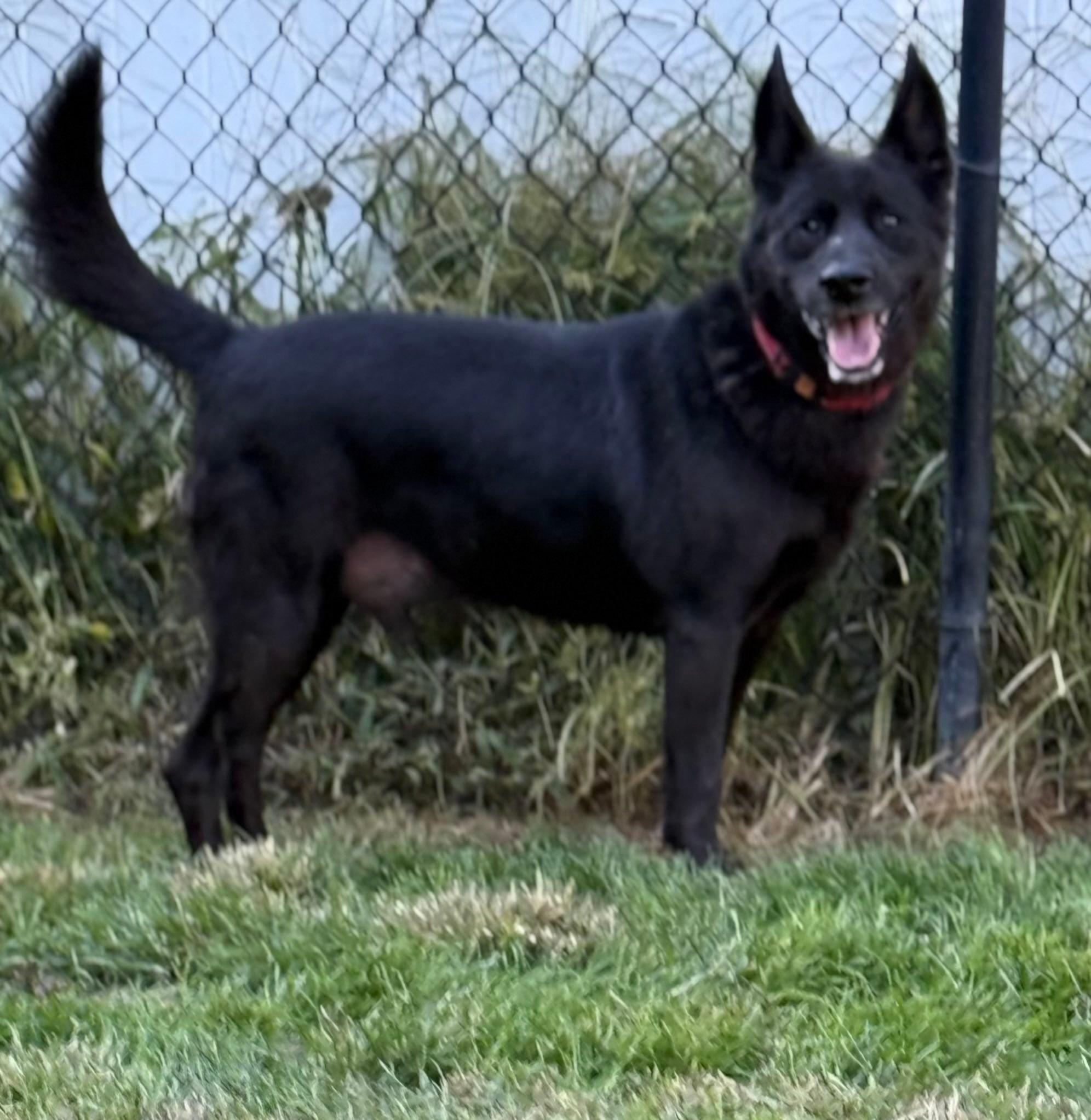 Enlarge Ares, a Adoptable Australian Kelpie in Old Westbury, NY image 5/5