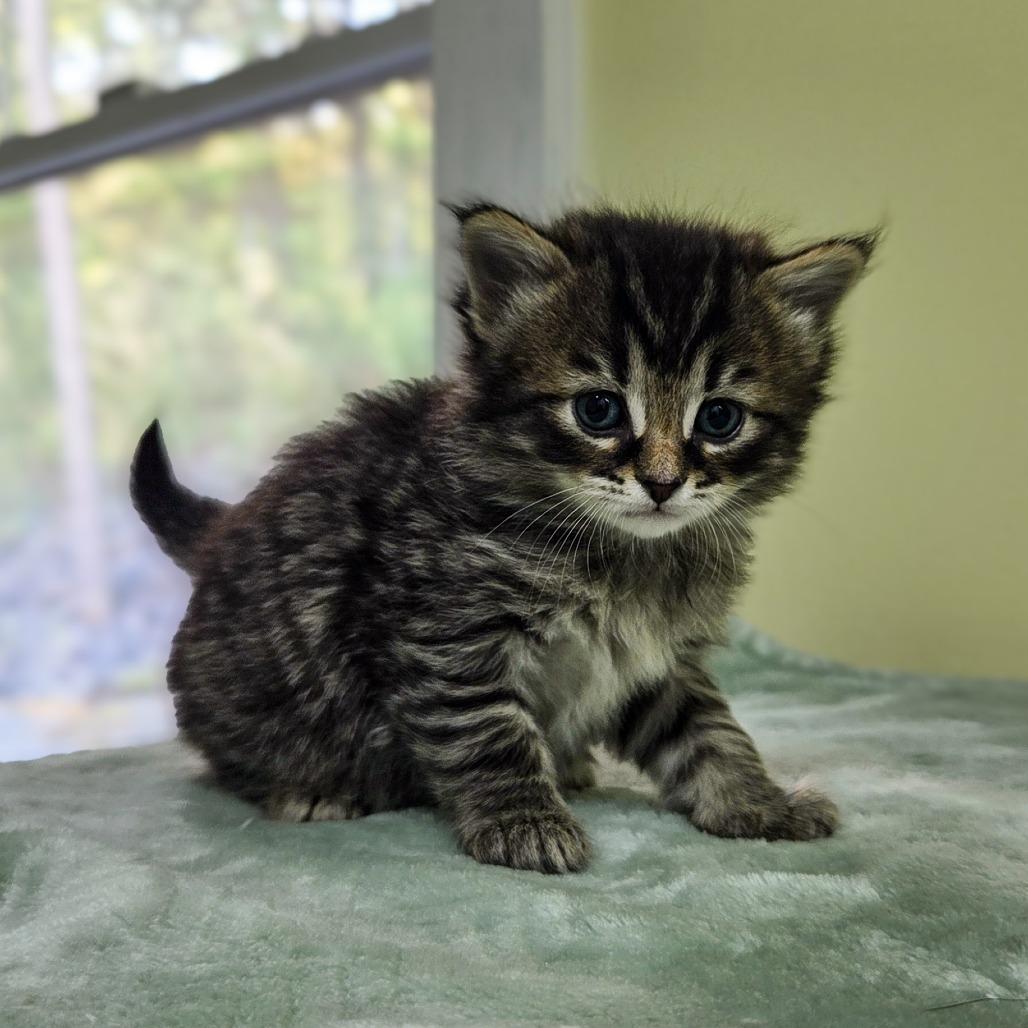 Shrimp, Adoptable, Kitten Female Domestic Short Hair.
