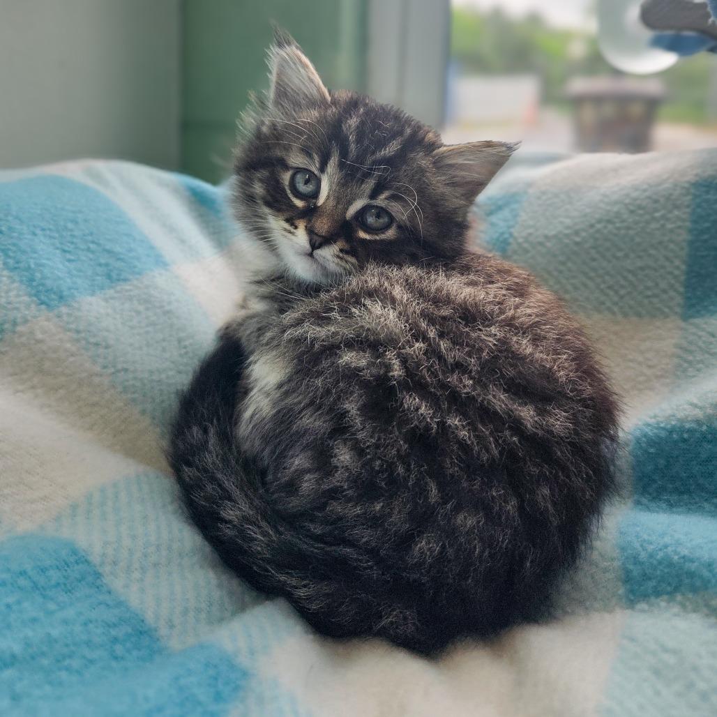 Shrimp, a Adoptable Domestic Short Hair in Newport, TN image 3/4