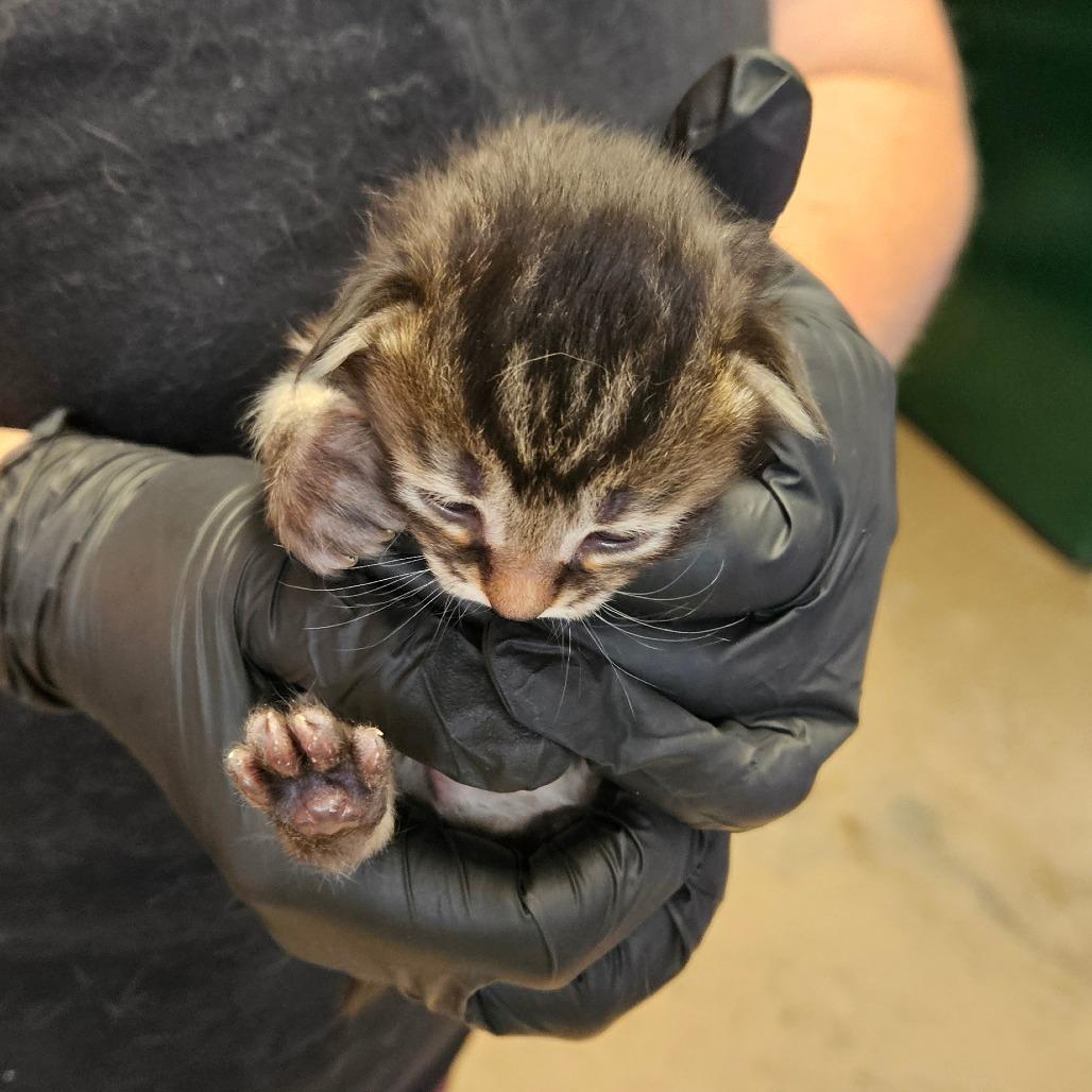 Shrimp, a Adoptable Domestic Short Hair in Newport, TN image 4/4