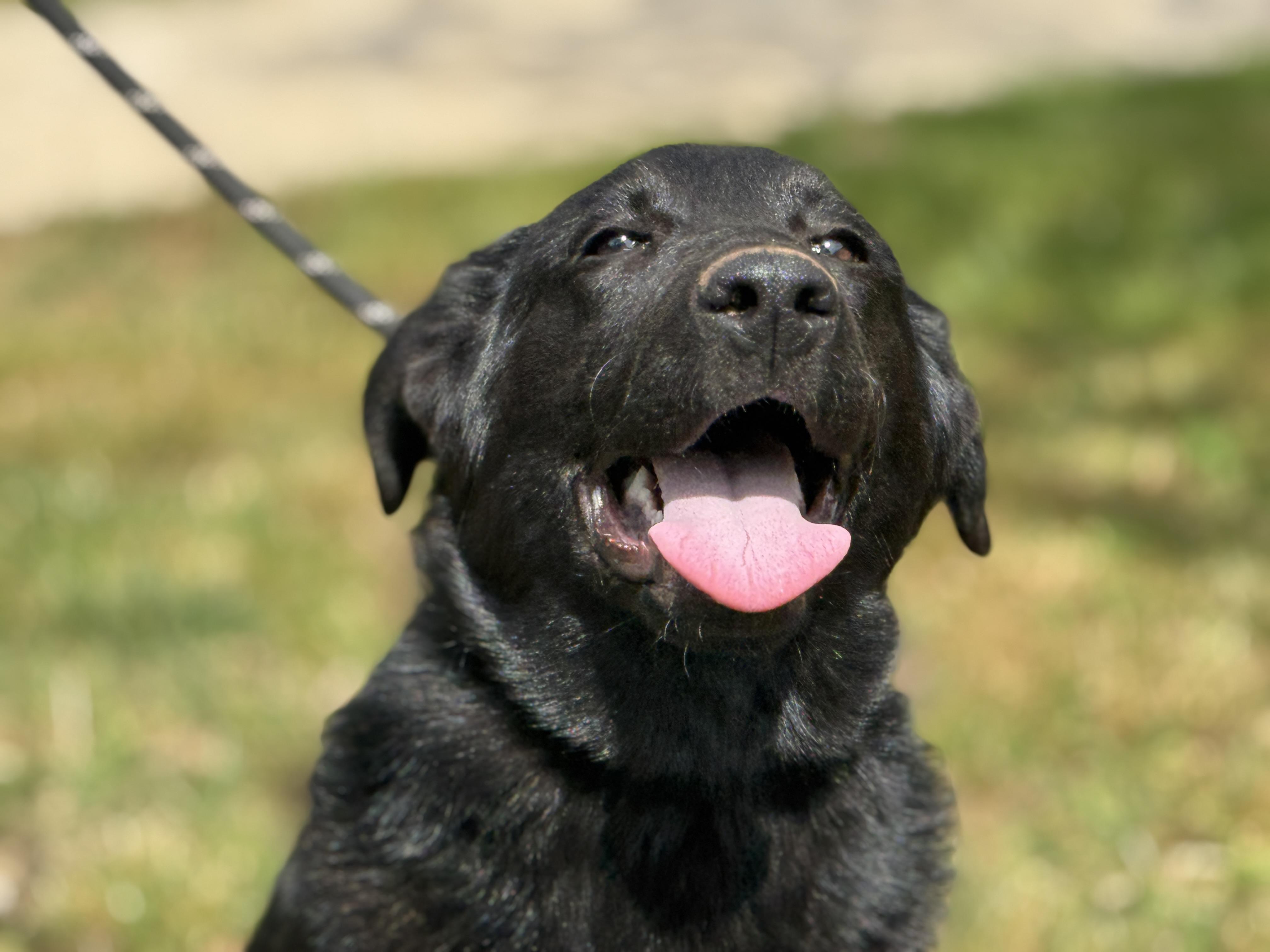 Enlarge Isley, an adopted mixed breed in Midlothian, VA image 3/6