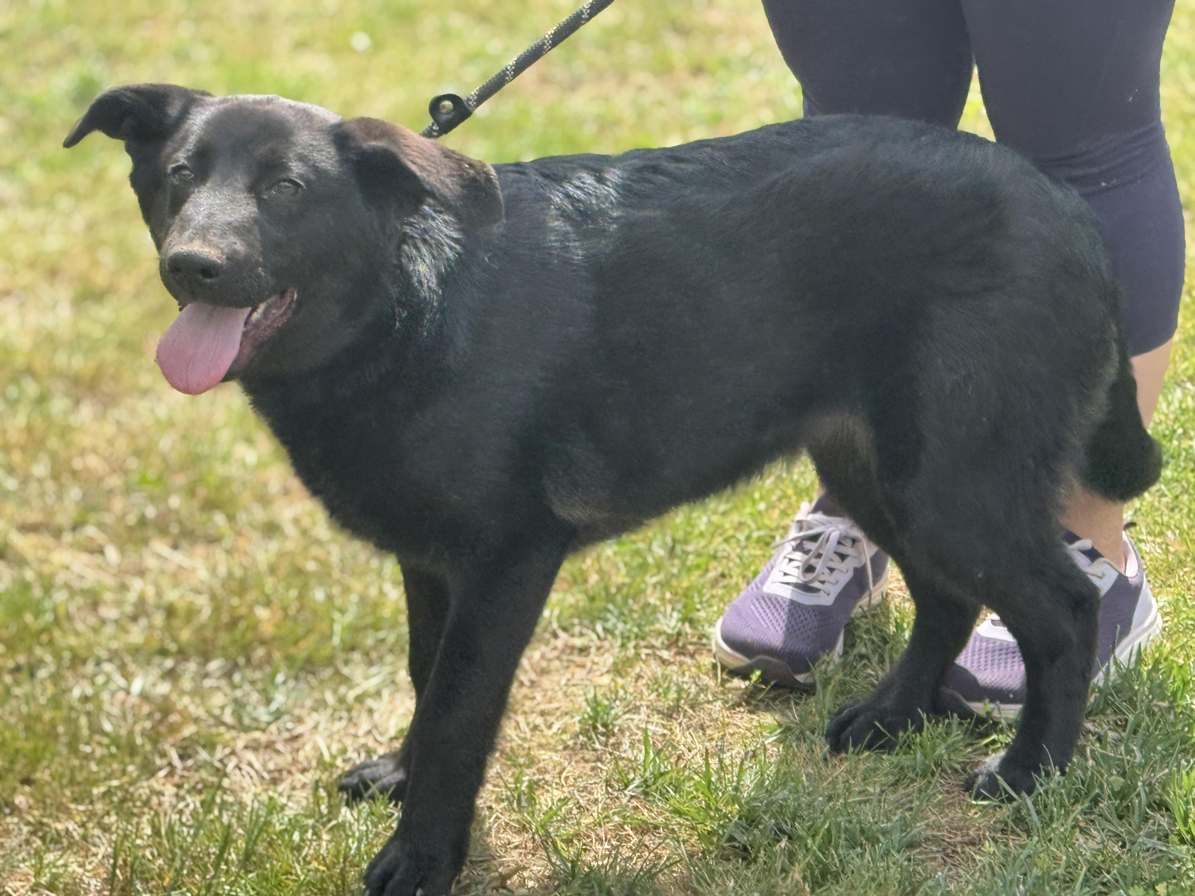 Enlarge Isley, an adopted mixed breed in Midlothian, VA image 4/6
