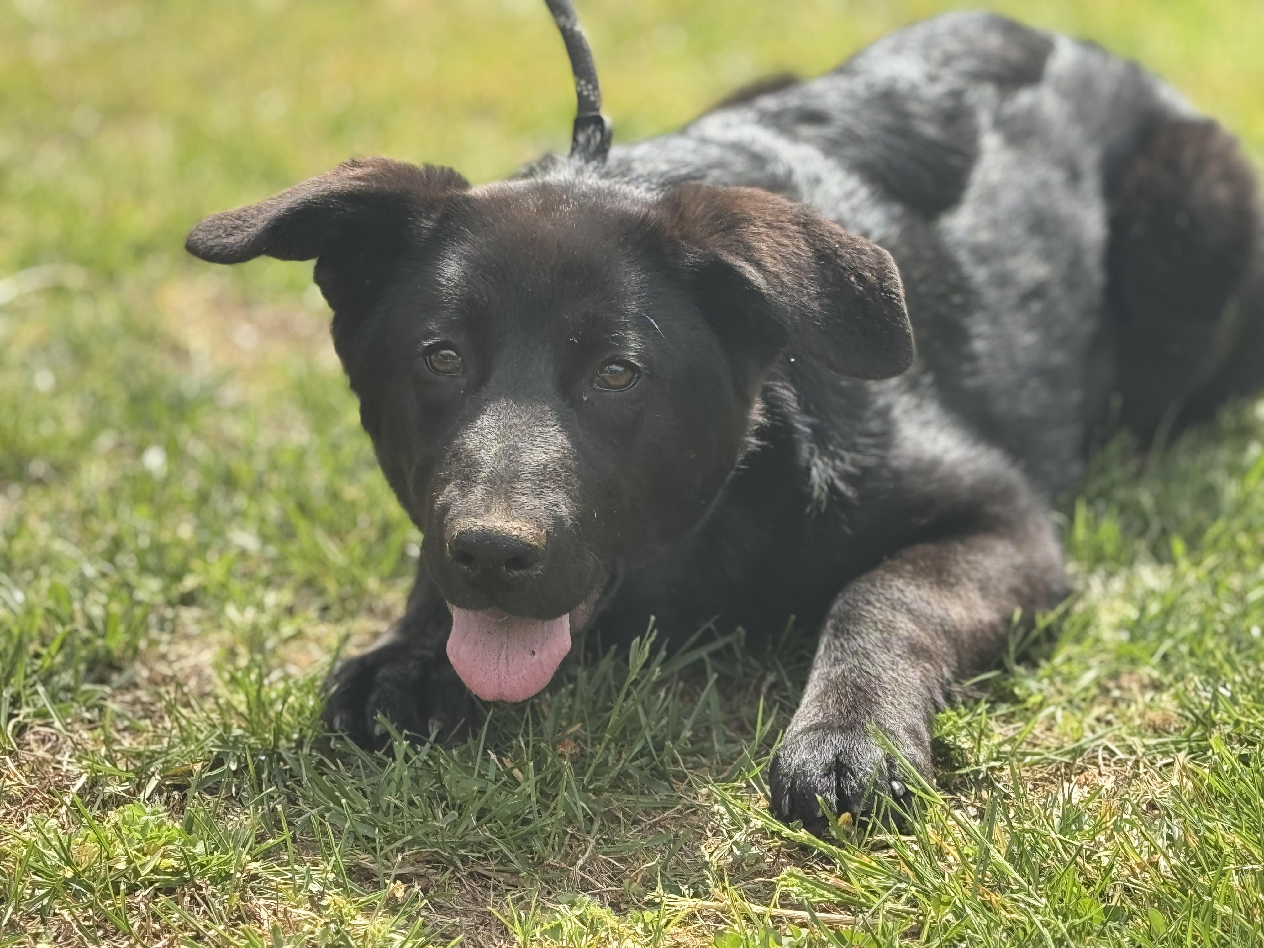 Enlarge Isley, an adopted mixed breed in Midlothian, VA image 2/6