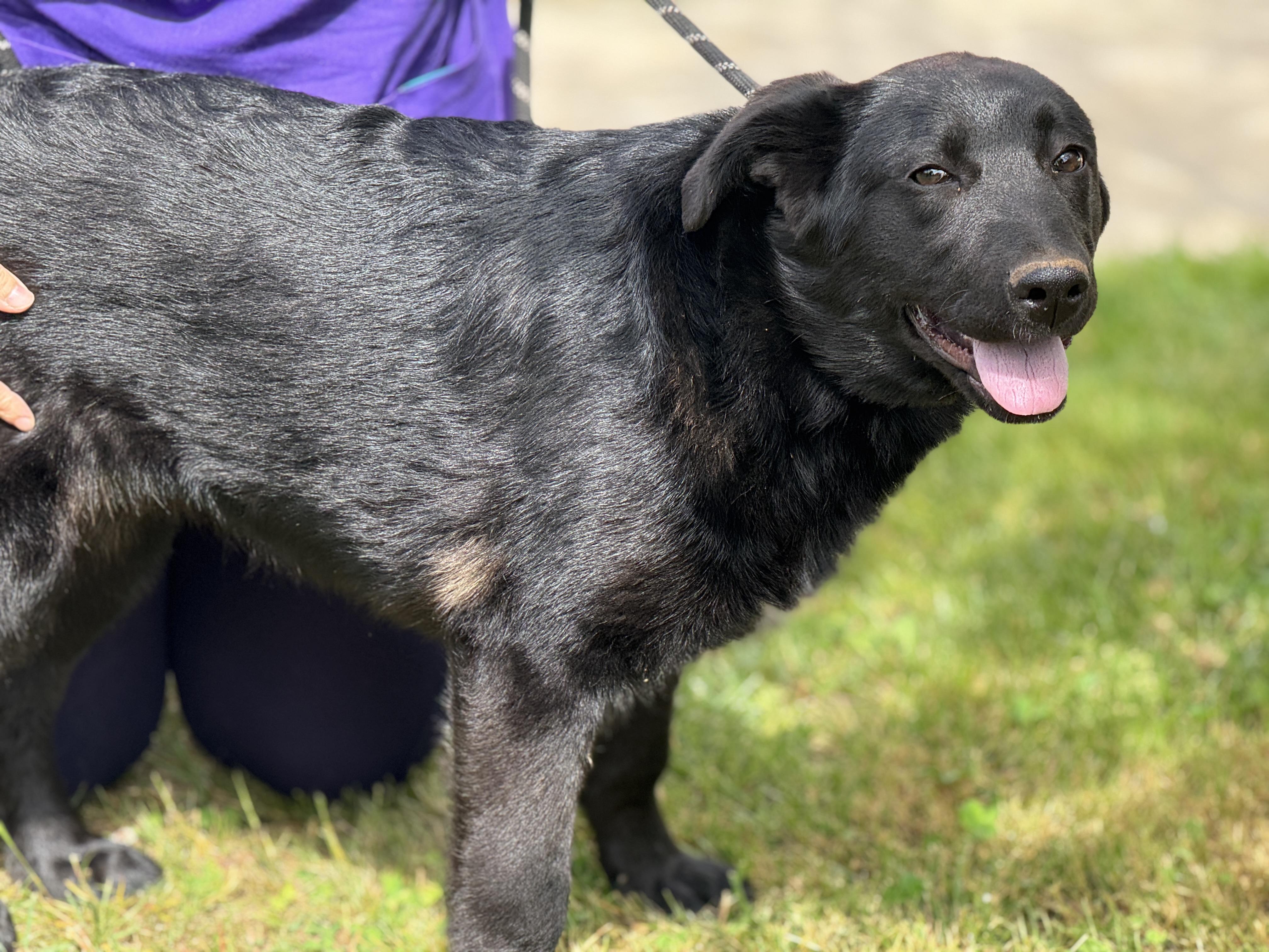 Enlarge Isley, an adopted mixed breed in Midlothian, VA image 6/6