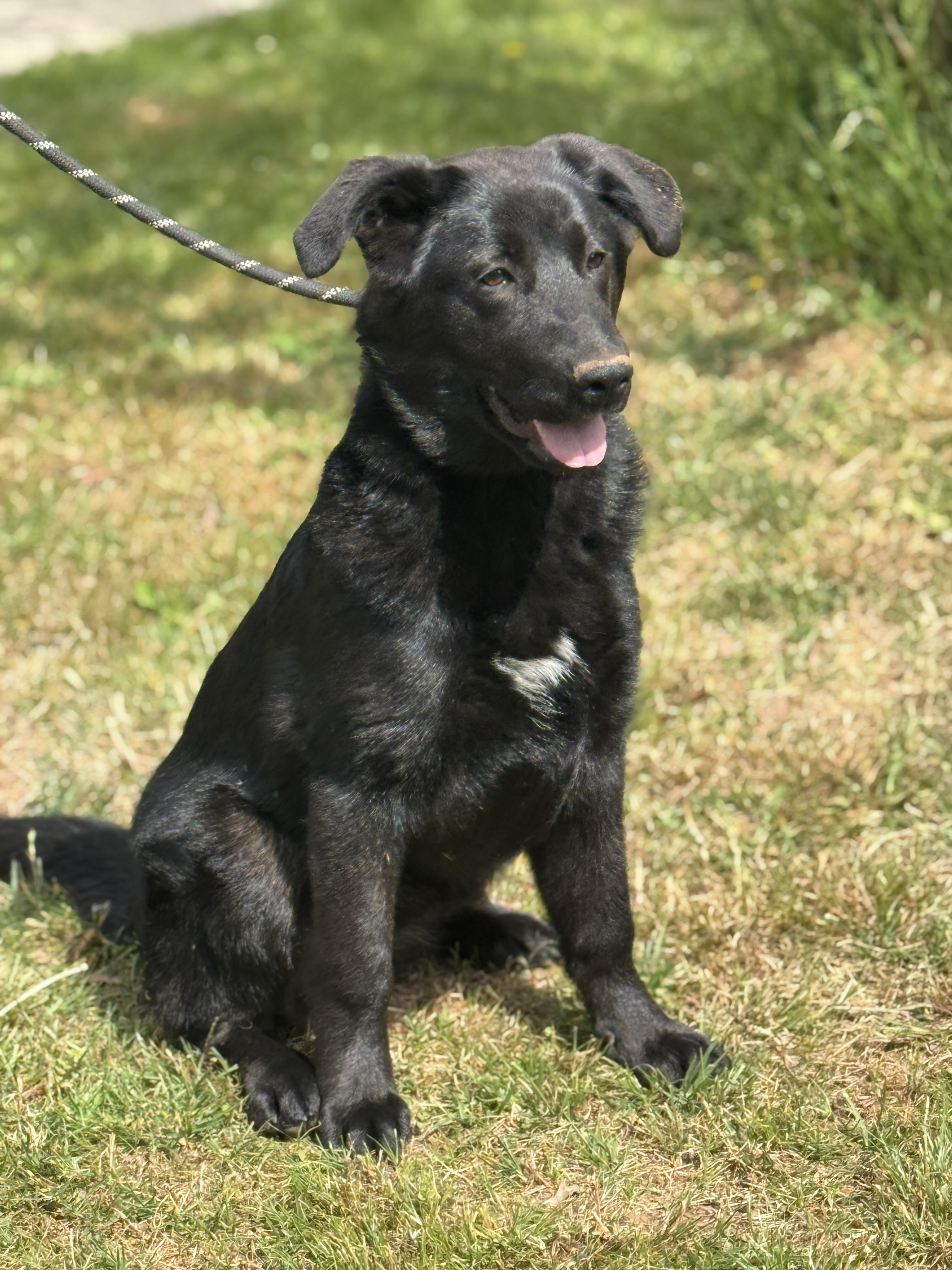 Enlarge Isley, an adopted mixed breed in Midlothian, VA image 5/6