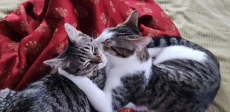 Yukio, Adoptable, Kitten Male Tabby & Domestic Short Hair.