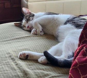 Enlarge Yukio, a Adoptable mixed breed in Island Lake, IL image 2/3