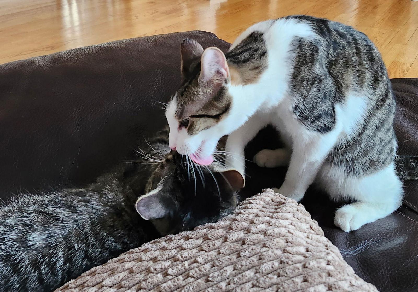 Yukio, Adoptable, Kitten Male Tabby & Domestic Short Hair.