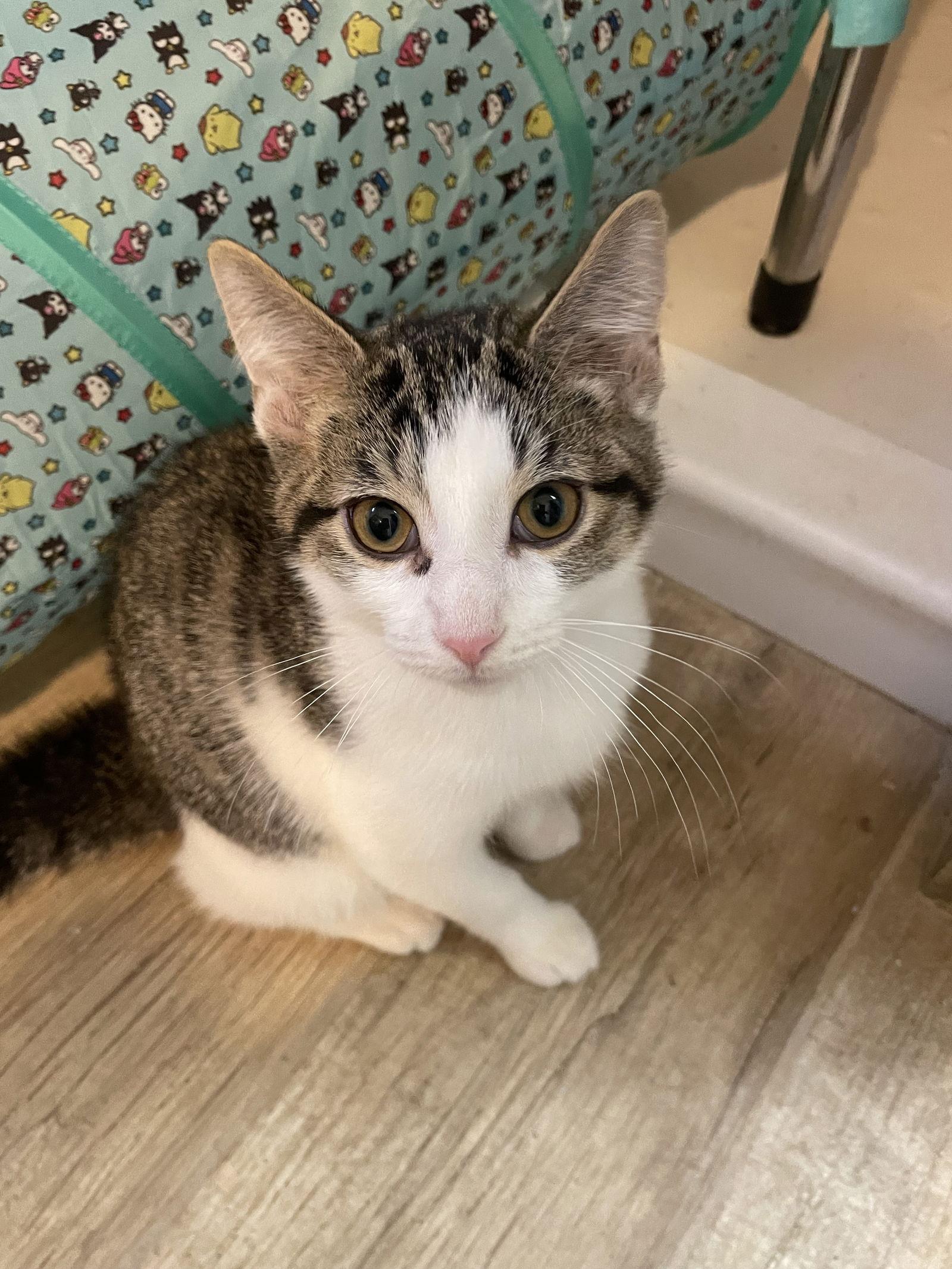 Enlarge Yukio, a Adoptable mixed breed in Island Lake, IL image 1/3