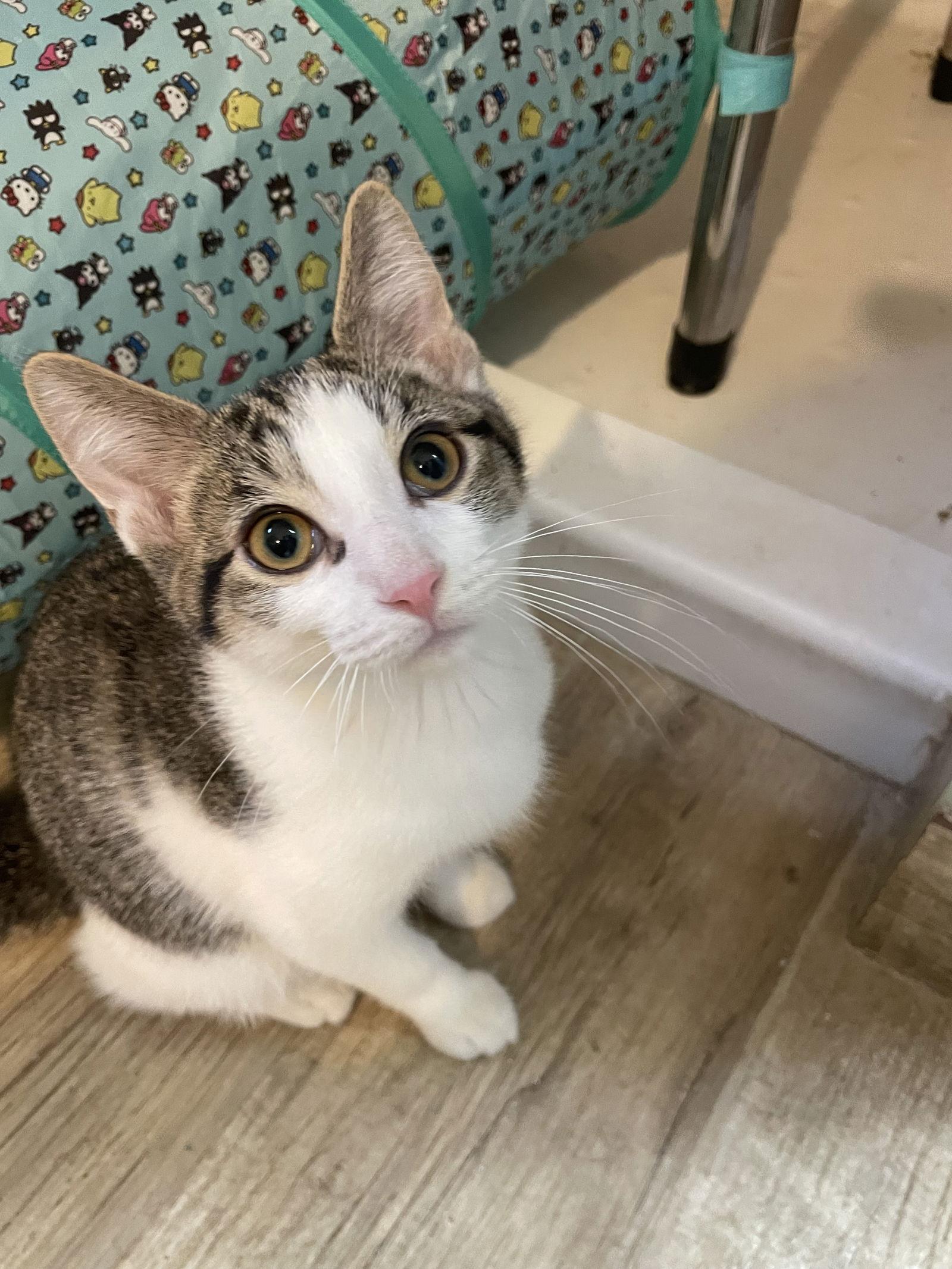 Enlarge Yukio, a Adoptable mixed breed in Island Lake, IL image 2/3