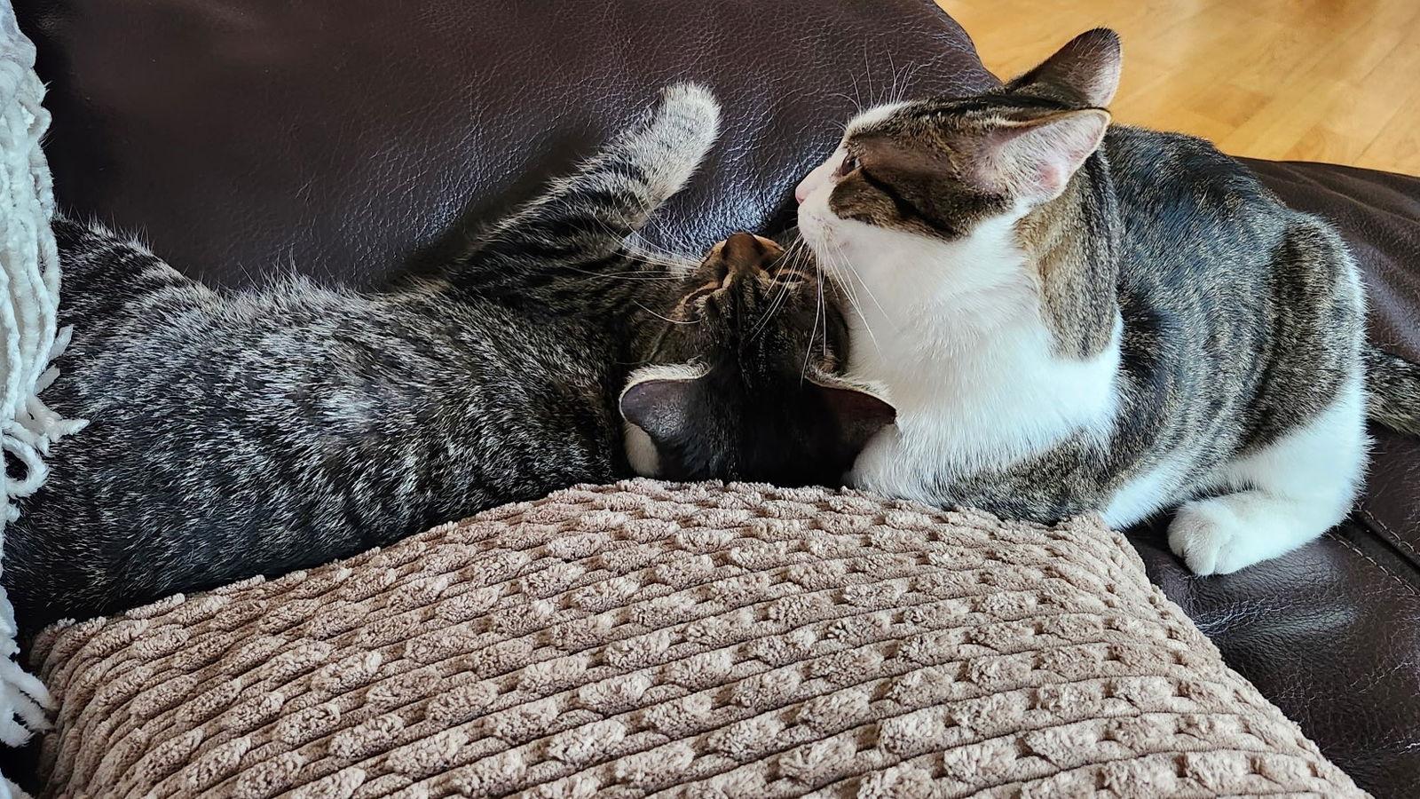 Enlarge Yukio, a Adoptable mixed breed in Island Lake, IL image 4/4