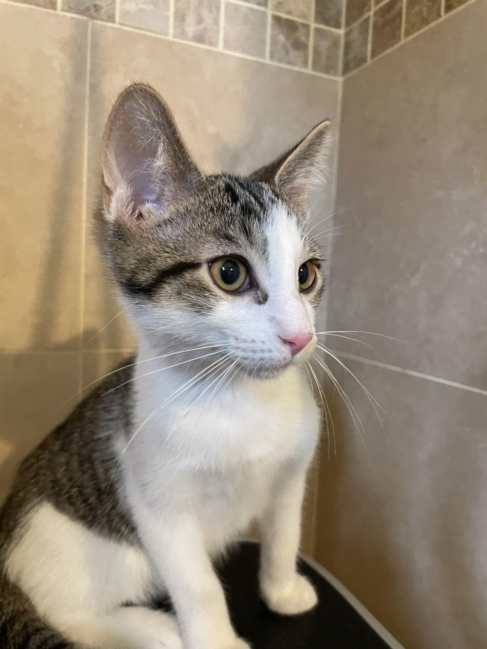 Enlarge Yukio, a Adoptable mixed breed in Island Lake, IL image 3/3