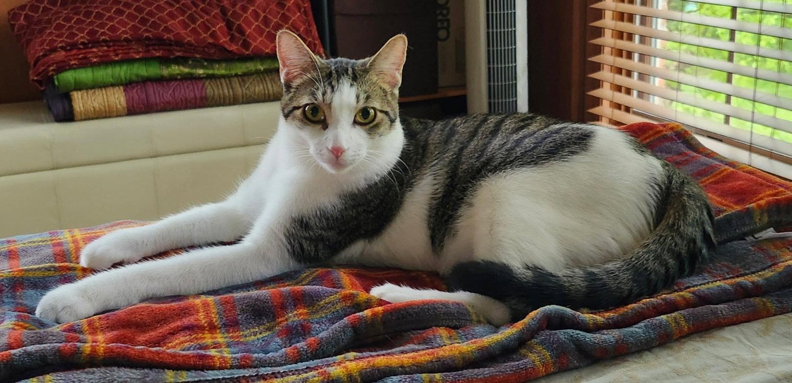 Enlarge Yukio, a Adoptable mixed breed in Island Lake, IL image 3/3