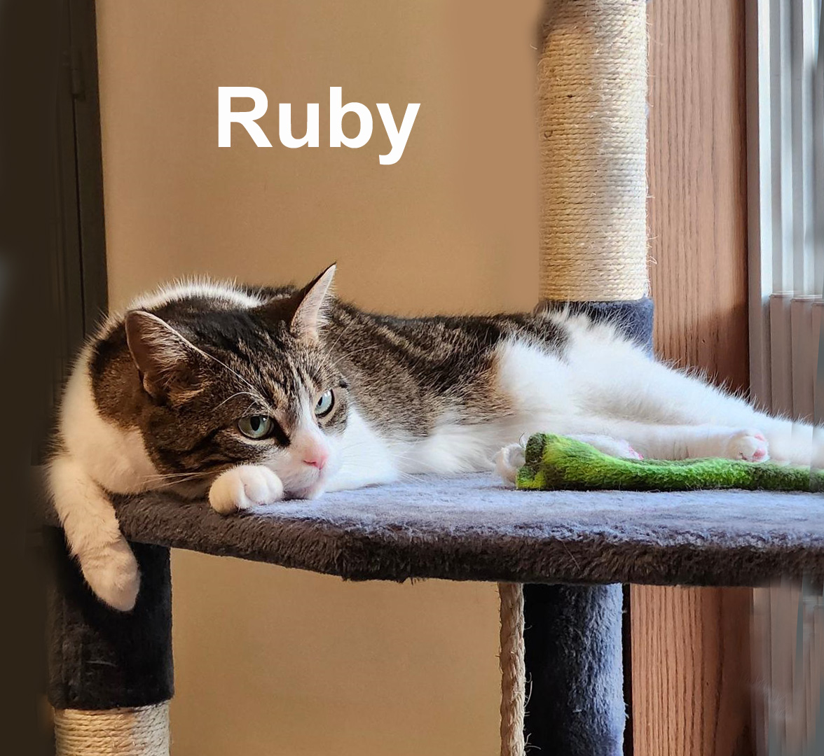Ruby New. - GENTLE, QUIET KITTY WHO NEEDS TO BE AN ONLY CAT — thumbnail 2