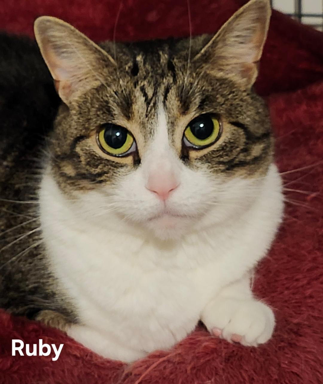 Ruby New. -  GENTLE, QUIET KITTY WHO NEEDS TO BE AN ONLY CAT, Adoptable, Adult Female Domestic Short Hair & Tabby.