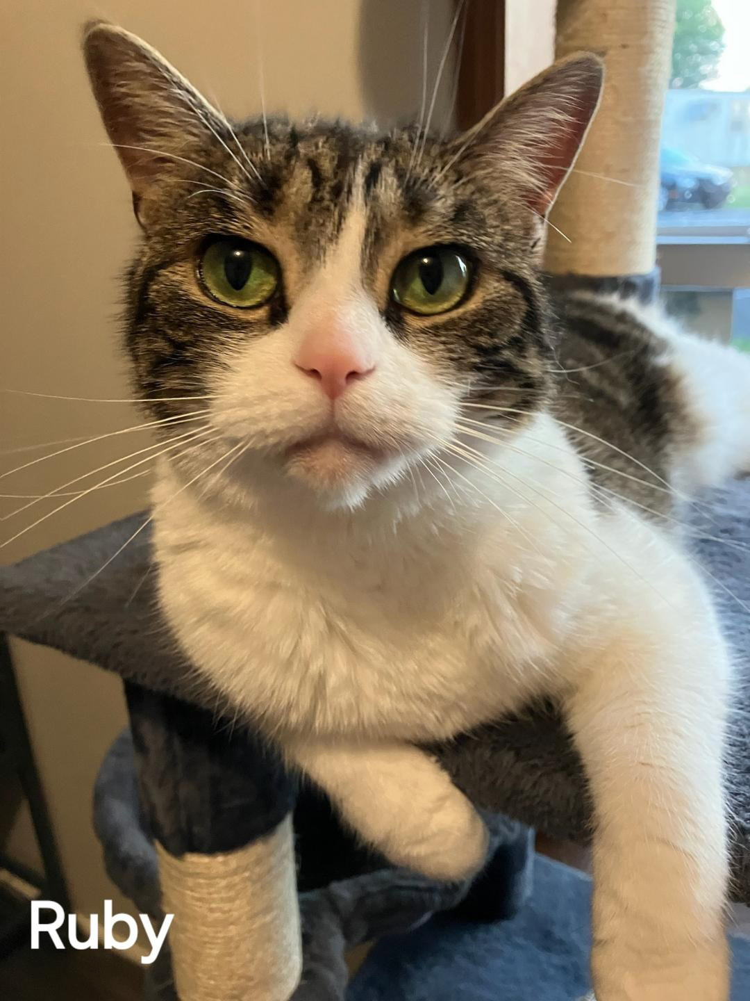 Ruby New. - GENTLE, QUIET KITTY WHO NEEDS TO BE AN ONLY CAT — thumbnail 4