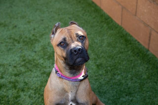 SHASTA, Adoptable, Adult Female Boxer & Mixed Breed.