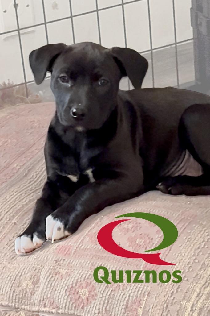 Quiznos, a Adoptable mixed breed in Reno, NV image 1/6