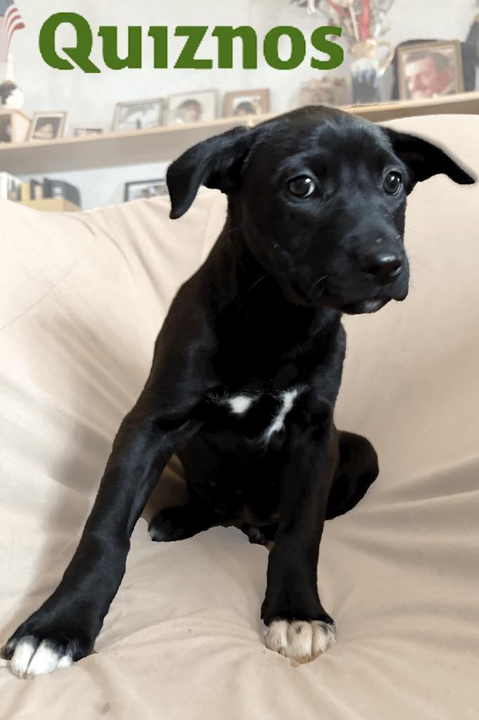 Quiznos, a Adoptable mixed breed in Reno, NV image 2/6