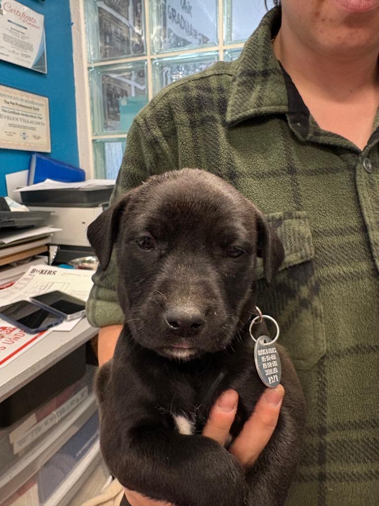 Quiznos, Adoptable, Young Female Cattle Dog & Staffordshire Bull Terrier.