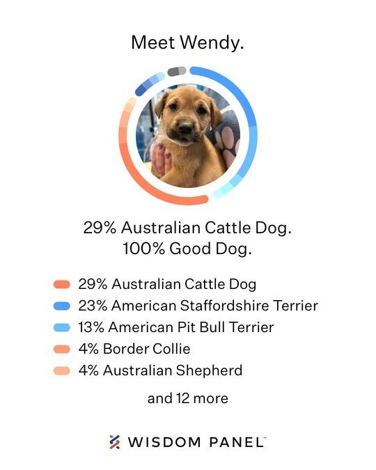 Quiznos, a Adoptable mixed breed in Reno, NV image 3/6
