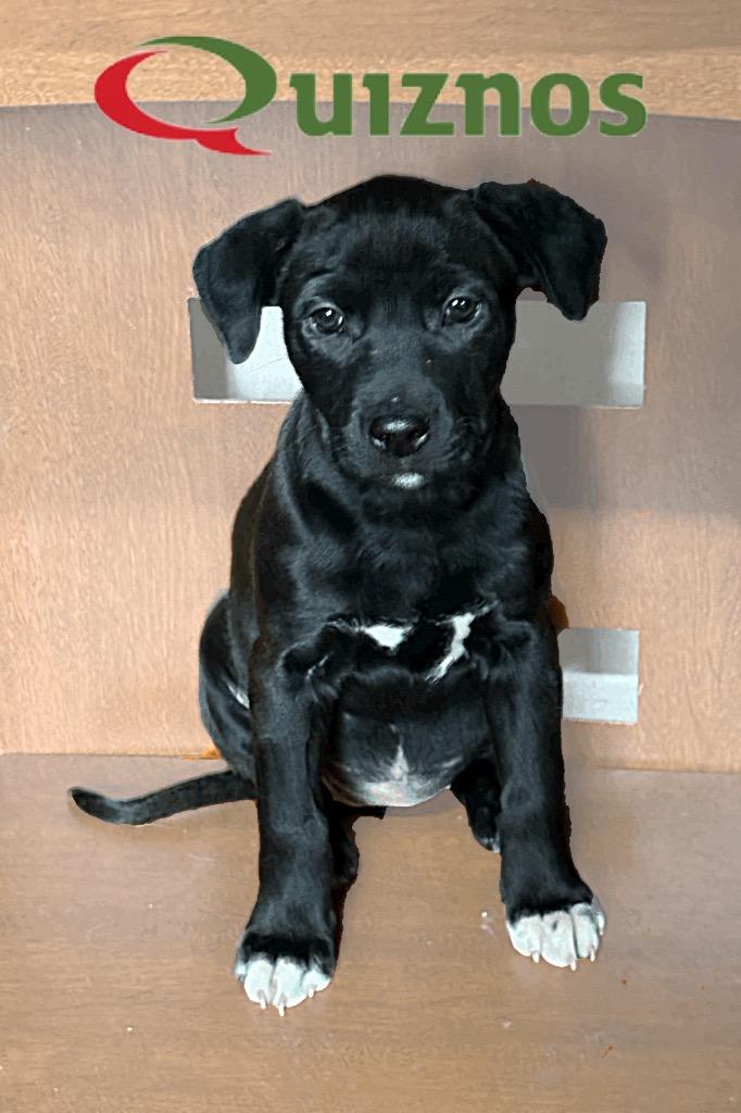 Quiznos, a Adoptable mixed breed in Reno, NV image 4/6