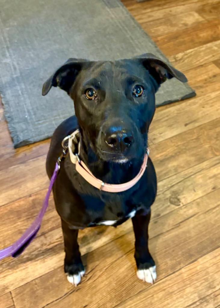 Quiznos, a Adoptable mixed breed in Reno, NV image 5/6