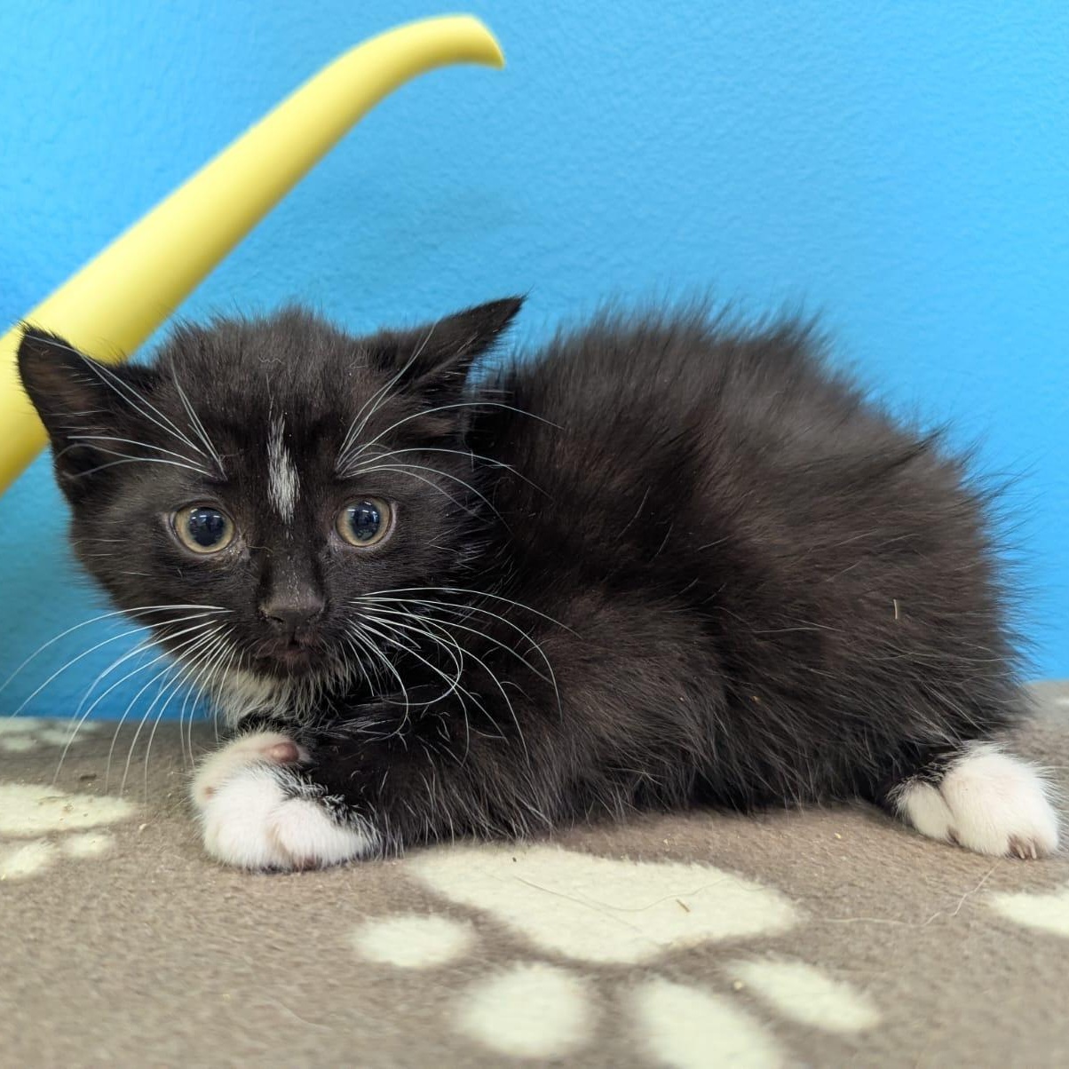 Enlarge 007, an adopted Domestic Medium Hair in Morden, MB image 1/1